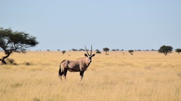 Kasenyi Plains in Queen Elizabeth National Park