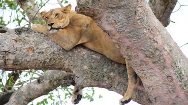 Tree Climbing lions in Queen Elizabeth National Park