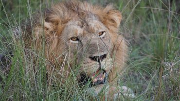 Big Five Animals