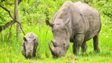 Ziwa Rhino Sanctuary