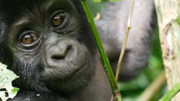 HOW MOUNTAIN GORILLAS THRIVE IN BWINDI IMPENETRABLE NATIONAL PARK