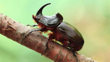 BEYOND THE GIANTS: DISCOVERING AFRICA’S “SMALL FIVE”