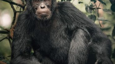 Discovering Chimpanzees in Kibale Forest National Park: A Window into Our Closest Relatives