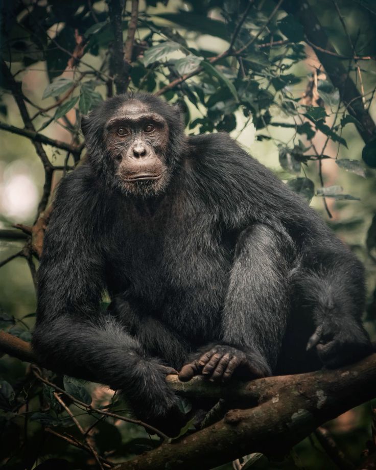 Discovering Chimpanzees in Kibale Forest National Park: A Window into Our Closest Relatives