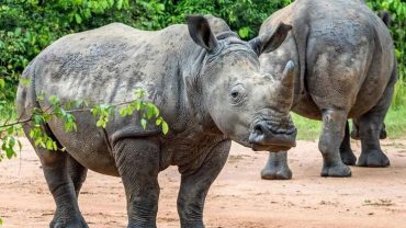 The Return of the Rhino: Ziwa Rhino Sanctuary’s Vital Role in Uganda’s Wildlife Conservation