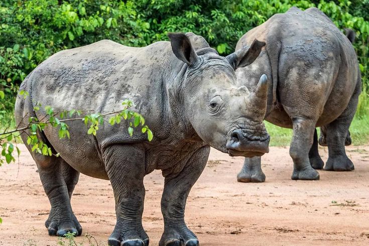 The Return of the Rhino: Ziwa Rhino Sanctuary’s Vital Role in Uganda’s Wildlife Conservation
